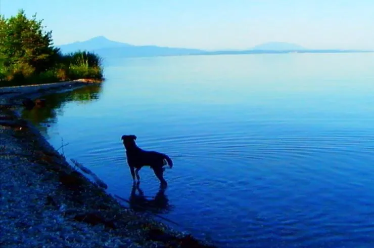 Прощай, речь 3D (2014) скачать торрент файл Прощай, речь 3D (2014) фильм скачать торрент файл