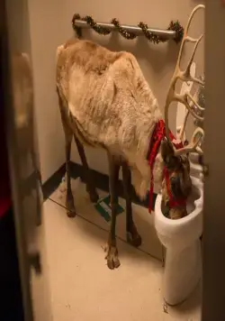 Новогодний корпоратив (2016) скачать торрент файл Новогодний корпоратив (2016) фильм скачать торрент файл