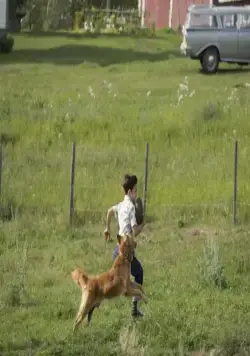 Собачья жизнь (2017) скачать торрент бесплатно Собачья жизнь (2017) фильм скачать торрент бесплатно