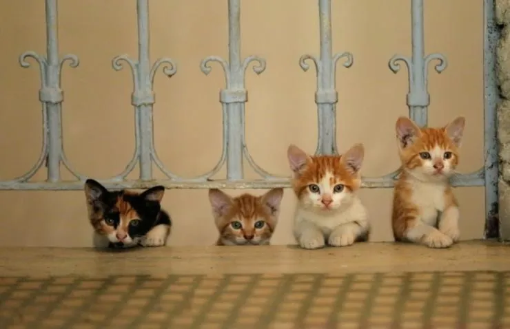 Город кошек (2016) скачать торрент файл Город кошек (2016) фильм скачать торрент файл