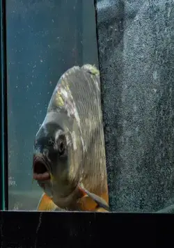 Карп отмороженный (2017) скачать торрент бесплатно Карп отмороженный (2017) фильм скачать торрент бесплатно