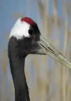 Земля: Один потрясающий день (2017) в хорошем качестве скачать торрент файл Земля: Один потрясающий день (2017) фильм в хорошем качестве скачать торрент файл