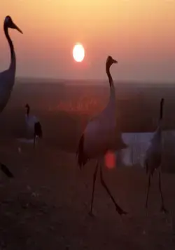 Земля: Один потрясающий день (2017) скачать торрент файл Земля: Один потрясающий день (2017) фильм скачать торрент файл