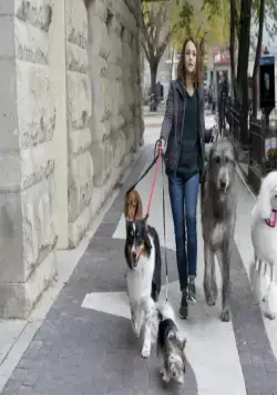 Собачья жизнь 2 (2019) скачать торрент бесплатно Собачья жизнь 2 (2019) фильм скачать торрент бесплатно