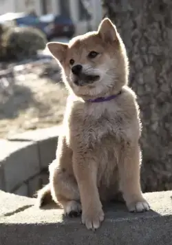 Хатико: Самый верный друг (2009) скачать торрент бесплатно Хатико: Самый верный друг (2009) фильм скачать торрент бесплатно