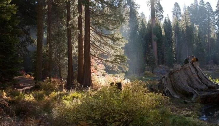 Национальный парк Секвойя (2014) скачать торрент бесплатно Национальный парк Секвойя (2014) фильм скачать торрент бесплатно