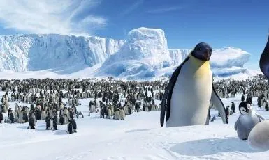 Делай ноги (2006) в хорошем качестве скачать торрент файл Делай ноги (2006) мультфильм в хорошем качестве скачать торрент файл