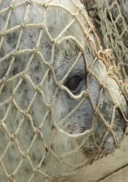 Рожденные свободными (2016) в хорошем качестве скачать торрент файл Рожденные свободными (2016) фильм в хорошем качестве скачать торрент файл