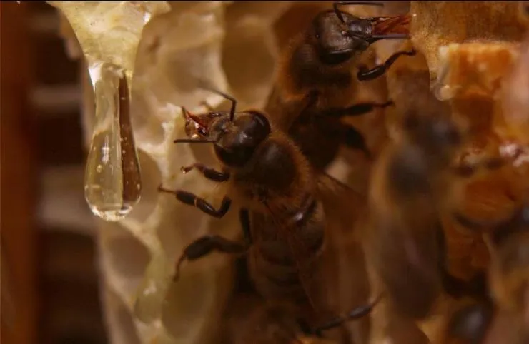 Охотники за медом (2016) скачать торрент файл Охотники за медом (2016) фильм скачать торрент файл