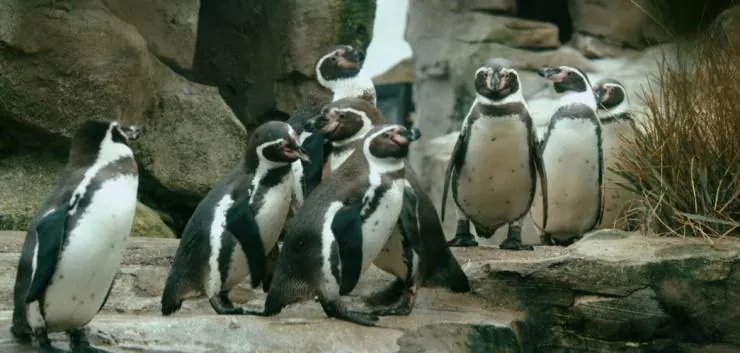 Пингвин нашего времени (2015) скачать торрент бесплатно Пингвин нашего времени (2015) фильм скачать торрент бесплатно