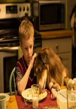 Невероятное путешествие мистера Спивета (2013) в хорошем качестве скачать торрент файл Невероятное путешествие мистера Спивета (2013) фильм в хорошем качестве скачать торрент файл