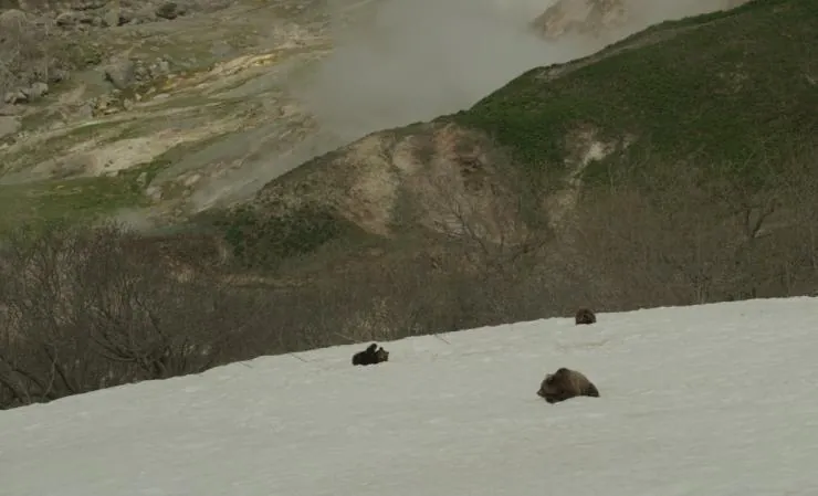 Земля медведей (2013) в хорошем качестве скачать торрент файл Земля медведей (2013) фильм в хорошем качестве скачать торрент файл