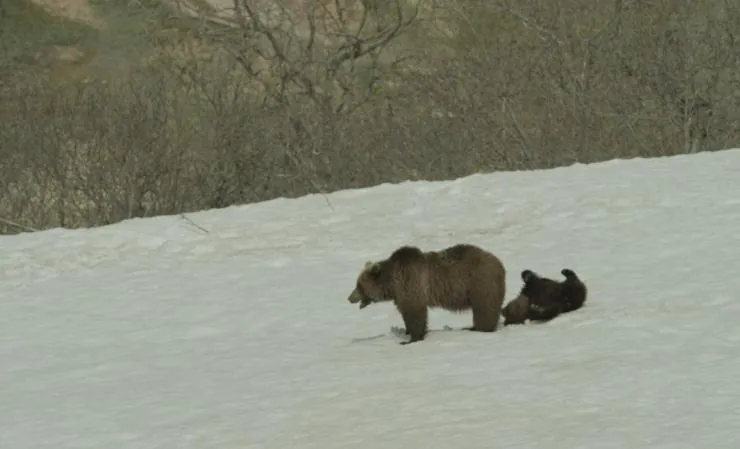 Земля медведей (2013) скачать торрент бесплатно Земля медведей (2013) фильм скачать торрент бесплатно