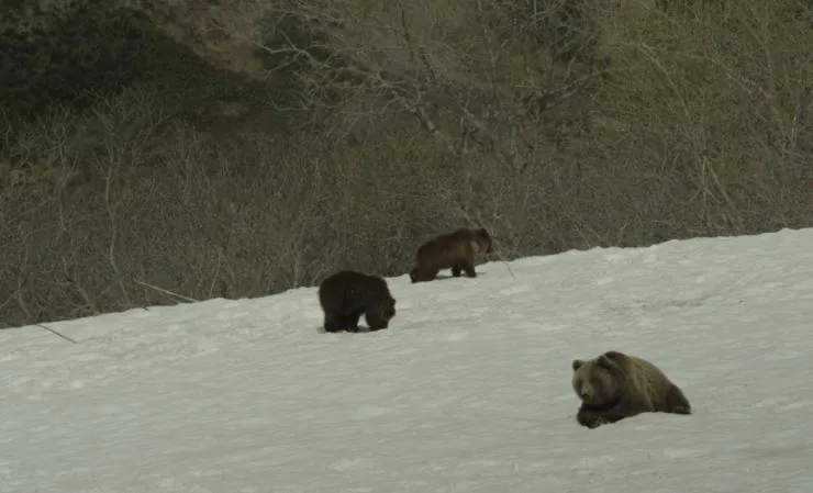 Земля медведей (2013) скачать торрент файл Земля медведей (2013) фильм скачать торрент файл