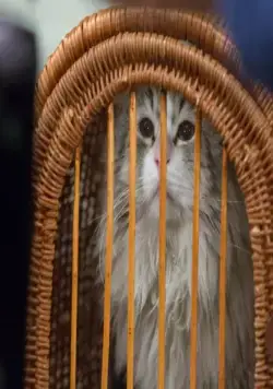 Девять жизней (2016) в хорошем качестве скачать торрент файл Девять жизней (2016) фильм в хорошем качестве скачать торрент файл