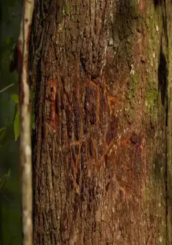 Никто не выжил (2012) скачать торрент файл Никто не выжил (2012) фильм скачать торрент файл