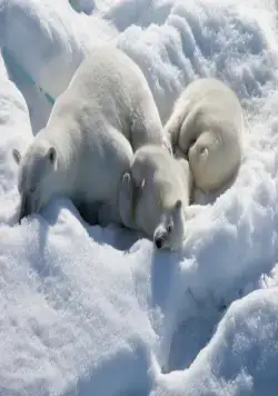 Арктика 3D (2012) скачать торрент файл Арктика 3D (2012) фильм скачать торрент файл