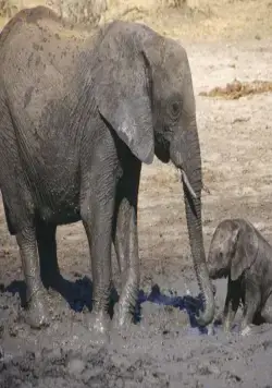 Жизнь (2011) скачать торрент бесплатно Жизнь (2011) фильм скачать торрент бесплатно