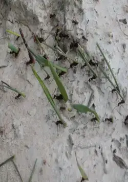 Жизнь (2011) в хорошем качестве скачать торрент файл Жизнь (2011) фильм в хорошем качестве скачать торрент файл