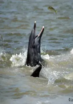 Жизнь (2011) скачать торрент файл Жизнь (2011) фильм скачать торрент файл