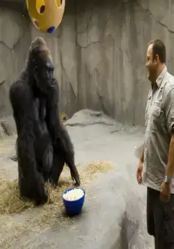 Мой парень из зоопарка (2011) скачать торрент бесплатно Мой парень из зоопарка (2011) фильм скачать торрент бесплатно