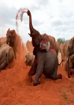 Рожденные на воле (2011) скачать торрент файл Рожденные на воле (2011) фильм скачать торрент файл