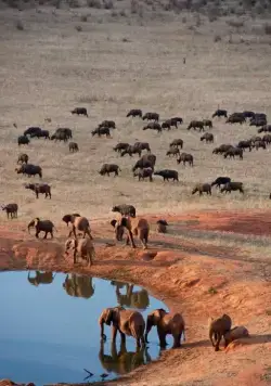 Рожденные на воле (2011) в хорошем качестве скачать торрент файл Рожденные на воле (2011) фильм в хорошем качестве скачать торрент файл