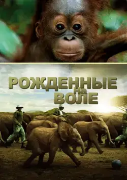Рожденные на воле / Born to Be Wild (2011) фильм скачать через торрет бесплатно в хорошем качестве