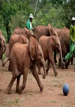 Рожденные на воле (2011) скачать торрент бесплатно Рожденные на воле (2011) фильм скачать торрент бесплатно