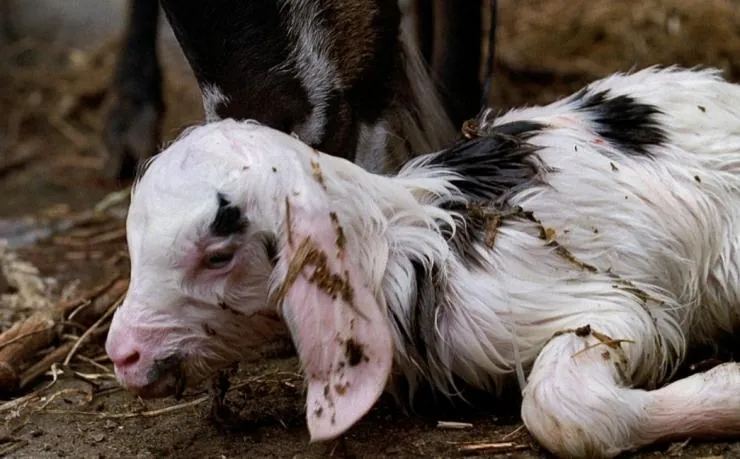 Четырежды (2010) скачать торрент бесплатно Четырежды (2010) фильм скачать торрент бесплатно