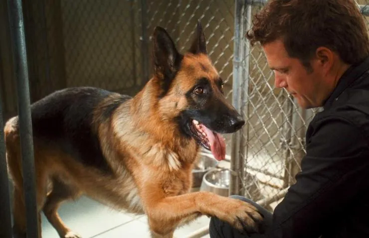 Кошки против собак: Месть Китти Галор (2010) скачать торрент файл Кошки против собак: Месть Китти Галор (2010) мультфильм скачать торрент файл