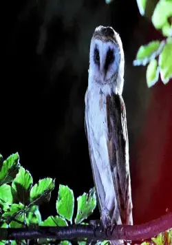 Четвёртый вид (2009) скачать торрент бесплатно Четвёртый вид (2009) фильм скачать торрент бесплатно