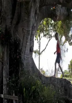 Дерево (2010) скачать торрент файл Дерево (2010) фильм скачать торрент файл