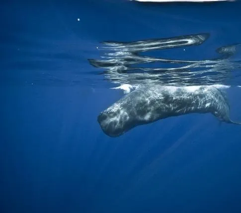 Большое путешествие вглубь океанов: Возвращение (2009) в хорошем качестве скачать торрент файл Большое путешествие вглубь океанов: Возвращение (2009) фильм в хорошем качестве скачать торрент файл