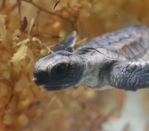 Большое путешествие вглубь океанов: Возвращение (2009) скачать торрент бесплатно Большое путешествие вглубь океанов: Возвращение (2009) фильм скачать торрент бесплатно