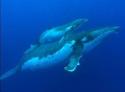 Большое путешествие вглубь океанов: Возвращение (2009) скачать торрент файл Большое путешествие вглубь океанов: Возвращение (2009) фильм скачать торрент файл