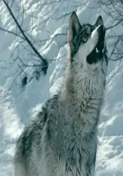 Замерзшие (2010) в хорошем качестве скачать торрент файл Замерзшие (2010) фильм в хорошем качестве скачать торрент файл