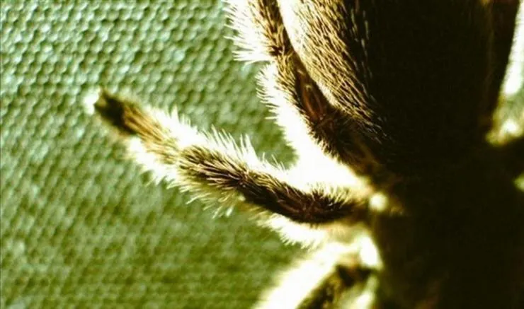 Коллекционер (2009) в хорошем качестве скачать торрент файл Коллекционер (2009) фильм в хорошем качестве скачать торрент файл