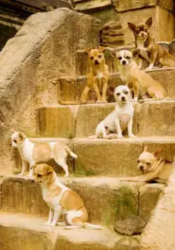 Крошка из Беверли-Хиллз (2008) скачать торрент бесплатно Крошка из Беверли-Хиллз (2008) фильм скачать торрент бесплатно