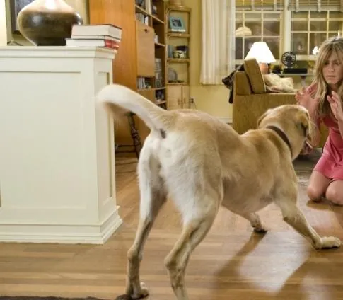 Марли и я (2008) в хорошем качестве скачать торрент файл Марли и я (2008) фильм в хорошем качестве скачать торрент файл