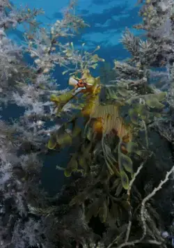 На глубине морской 3D (2009) в хорошем качестве скачать торрент файл На глубине морской 3D (2009) фильм в хорошем качестве скачать торрент файл