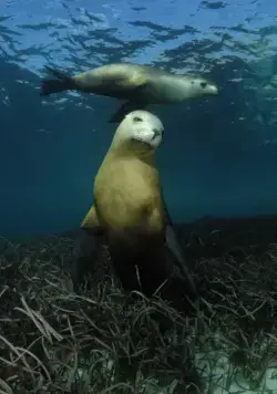 На глубине морской 3D (2009) скачать торрент бесплатно На глубине морской 3D (2009) фильм скачать торрент бесплатно