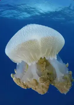 На глубине морской 3D (2009) скачать торрент файл На глубине морской 3D (2009) фильм скачать торрент файл