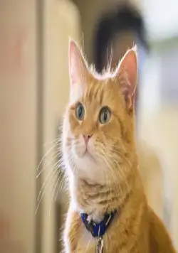 Уличный кот по кличке Боб (2016) в хорошем качестве скачать торрент файл Уличный кот по кличке Боб (2016) фильм в хорошем качестве скачать торрент файл