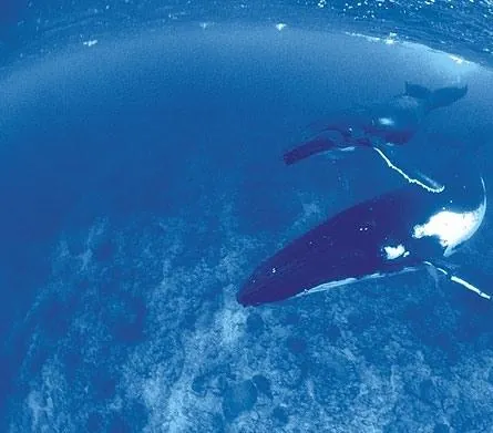 Дельфины и киты 3D (2008) скачать торрент бесплатно Дельфины и киты 3D (2008) фильм скачать торрент бесплатно