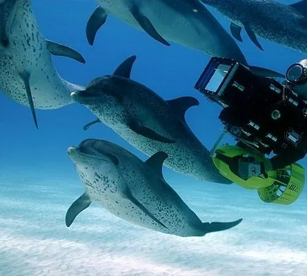 Дельфины и киты 3D (2008) в хорошем качестве скачать торрент файл Дельфины и киты 3D (2008) фильм в хорошем качестве скачать торрент файл