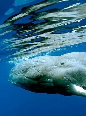 Дельфины и киты 3D (2008) скачать торрент файл Дельфины и киты 3D (2008) фильм скачать торрент файл