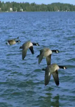 Летите домой (1996) в хорошем качестве скачать торрент файл Летите домой (1996) фильм в хорошем качестве скачать торрент файл