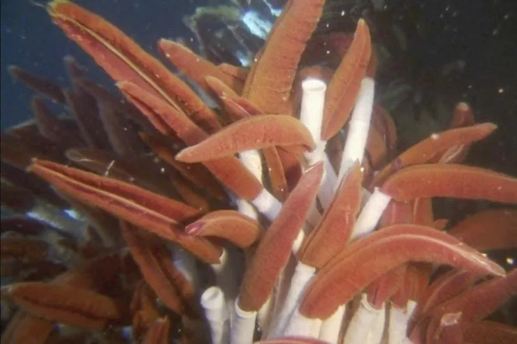 Чужие из бездны (2004) скачать торрент бесплатно Чужие из бездны (2004) фильм скачать торрент бесплатно