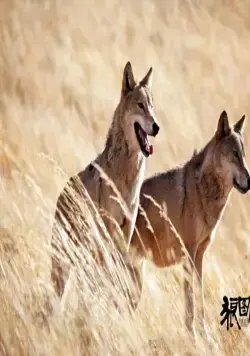 Тотем волка (2015) скачать торрент бесплатно Тотем волка (2015) фильм скачать торрент бесплатно